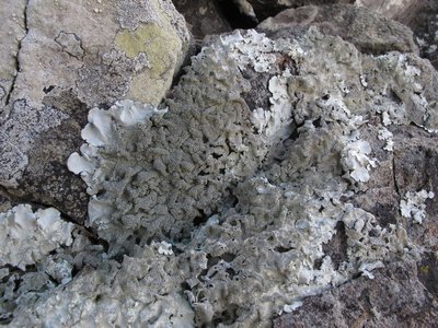 [Parmotrema tinctorum]